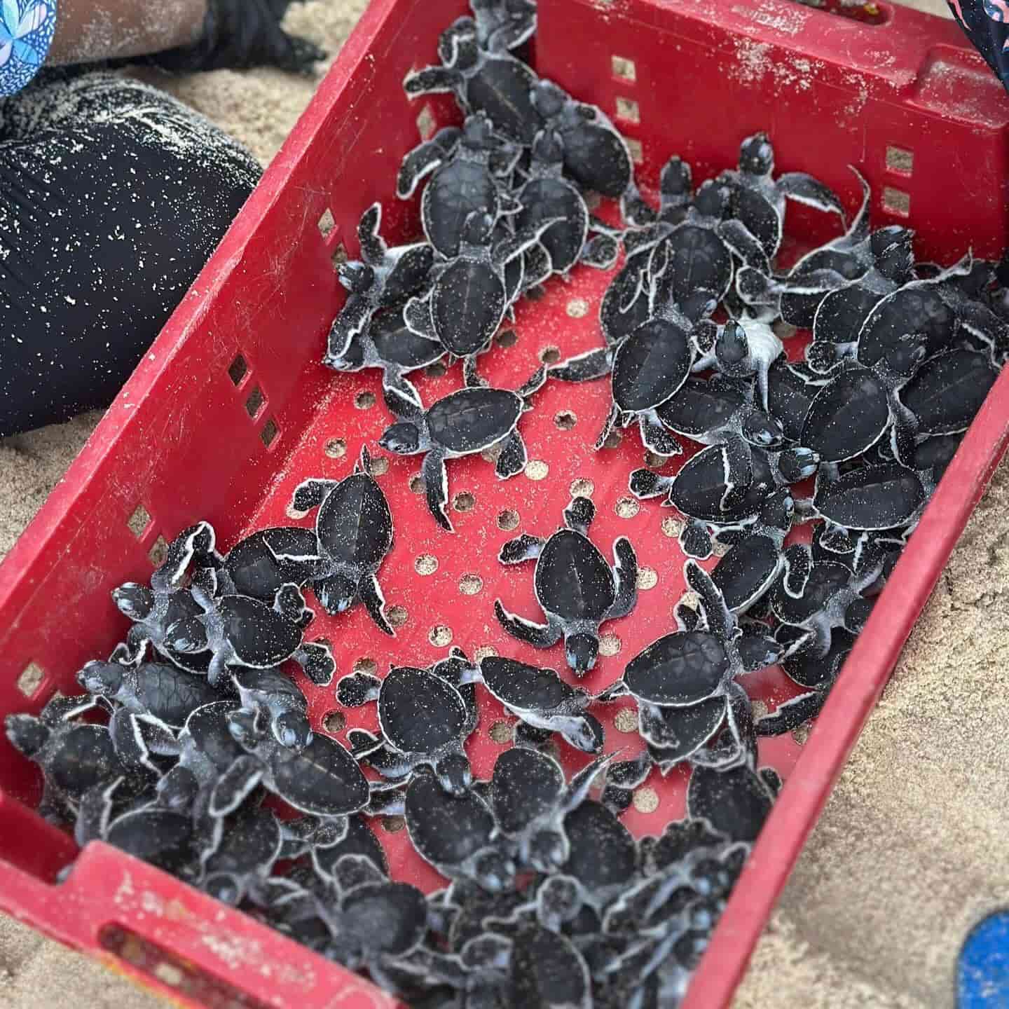 Pulau Redang Day Trip